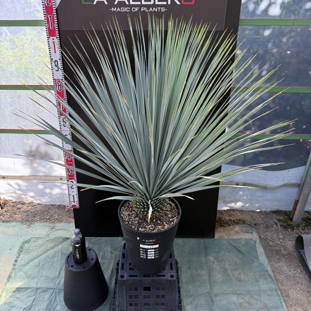 【AL1067】ユッカ　ロストラータ　ランチョブルー　数量限定販売