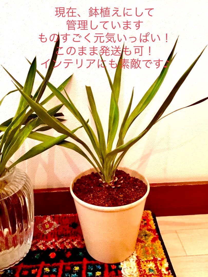 完売　野生化して大変丈夫な【ユッカ グロリオサ/アツバキミガヨラン】子株