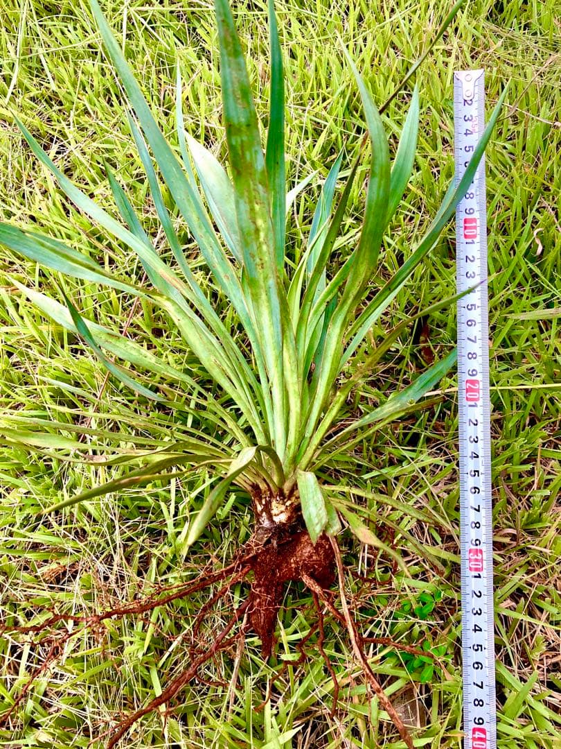 完売　野生化して大変丈夫な【ユッカ グロリオサ/アツバキミガヨラン】子株
