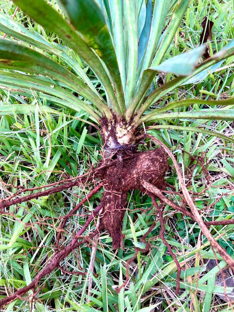 完売　野生化して大変丈夫な【ユッカ グロリオサ/アツバキミガヨラン】子株
