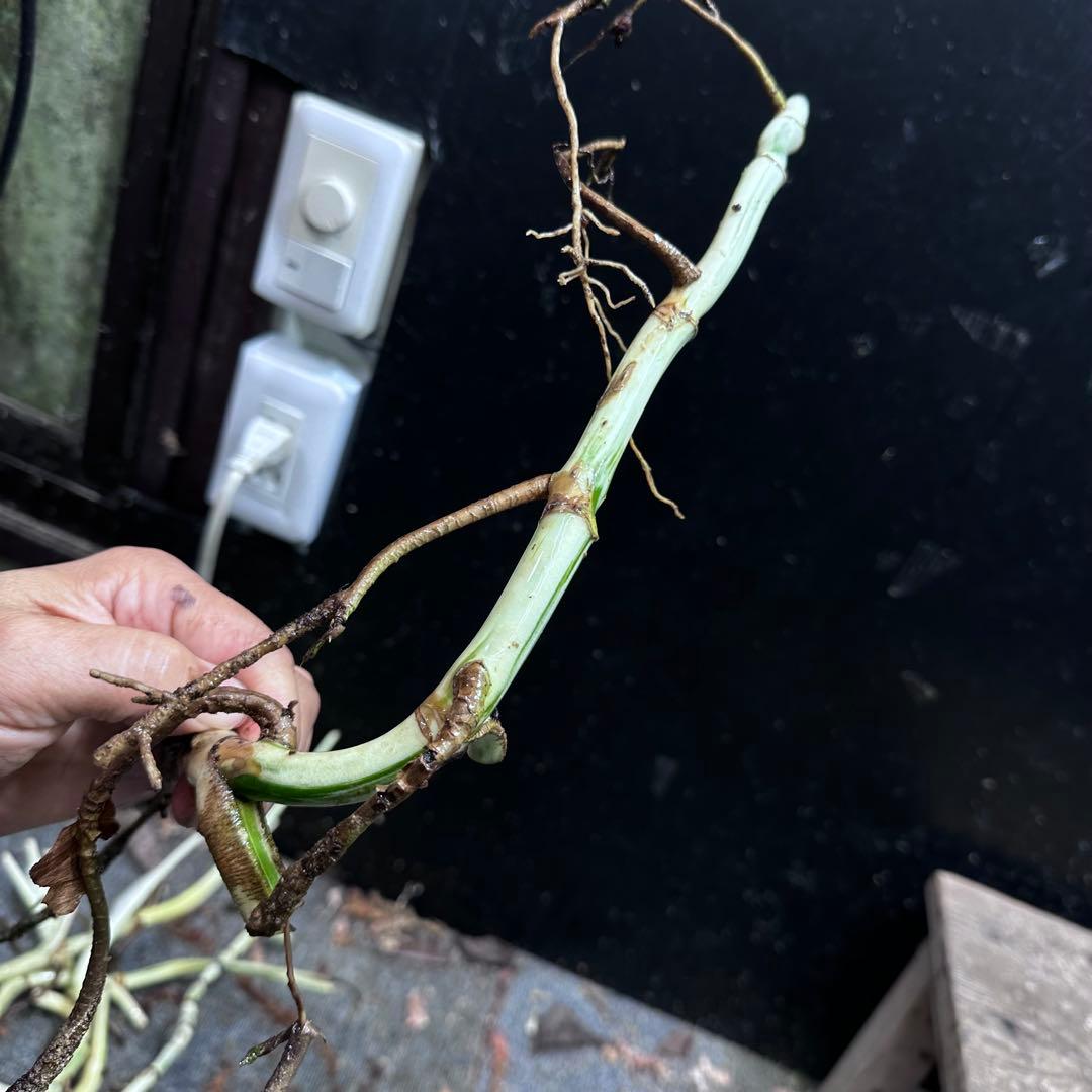 超*✿様 斑入りモンステラホワイトタイガー茎8株おまとめ