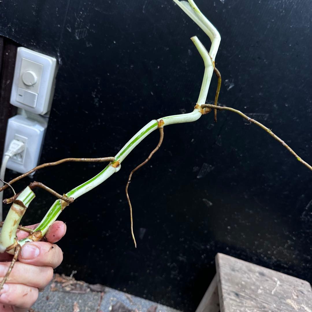 超*✿様 斑入りモンステラホワイトタイガー茎8株おまとめ