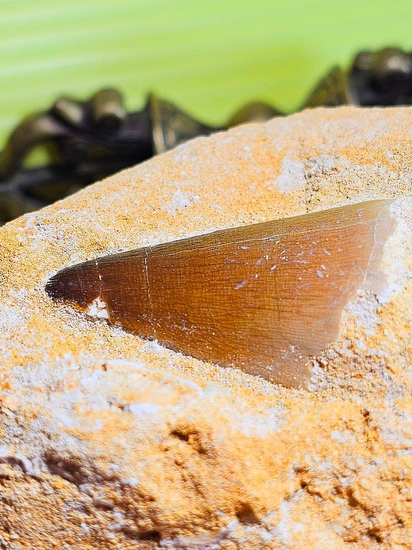 エネルギーを与える‼️モササウラスの牙 化石