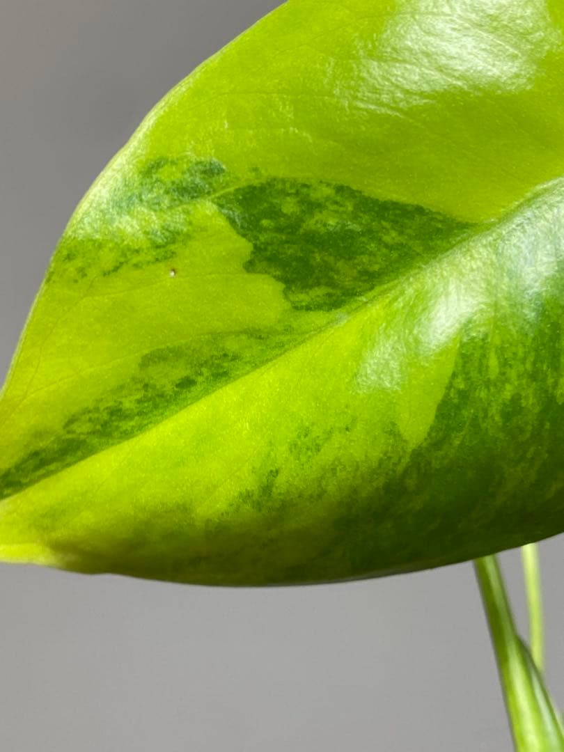 【全葉美斑入り✨】モンステラ　イエローマリリン　黄斑　オーレア　希少　人気‼️