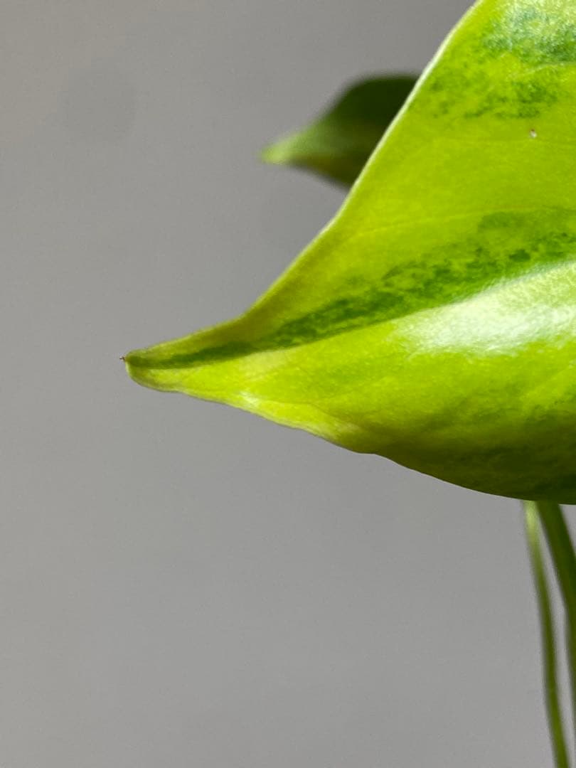 【全葉美斑入り✨】モンステラ　イエローマリリン　黄斑　オーレア　希少　人気‼️