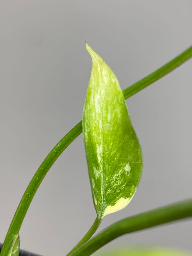 【全葉美斑入り✨】モンステラ　イエローマリリン　黄斑　オーレア　希少　人気‼️