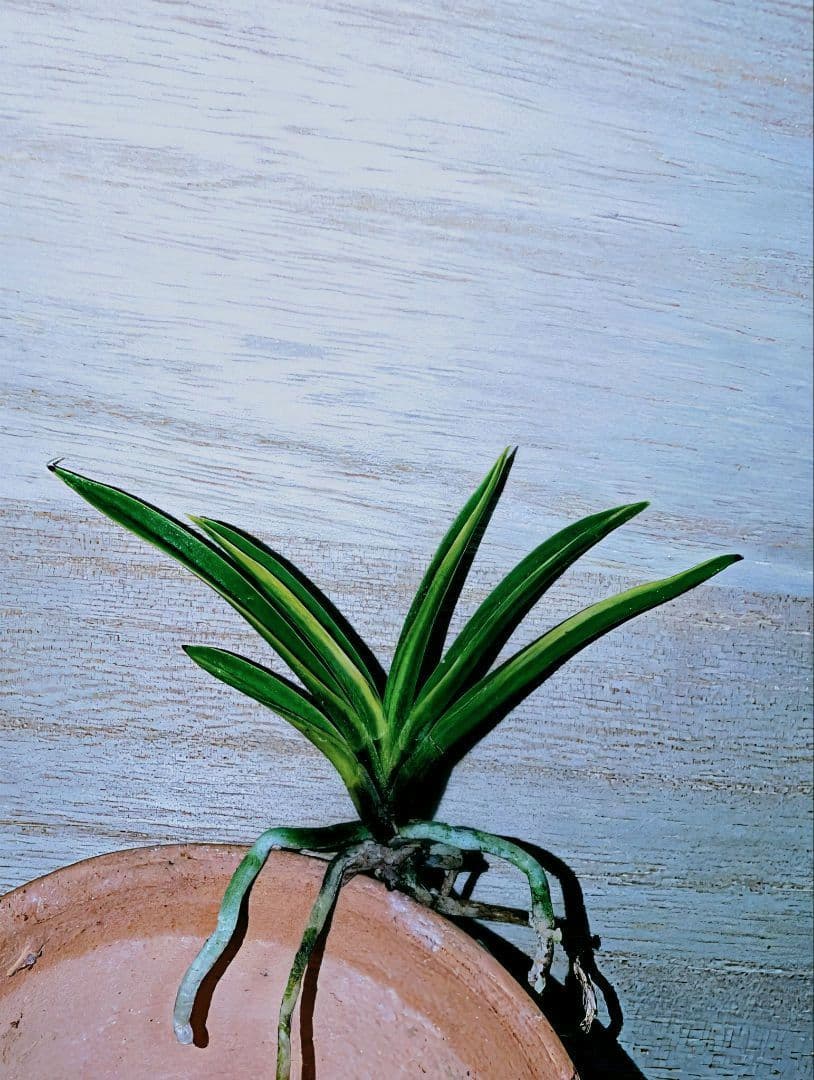 富貴蘭　金牡丹黄縞（特級）