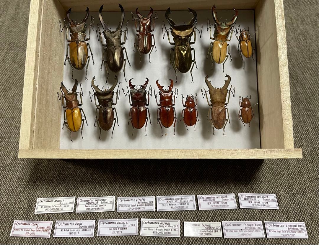 昆虫標本　キクロマトス13頭セット①