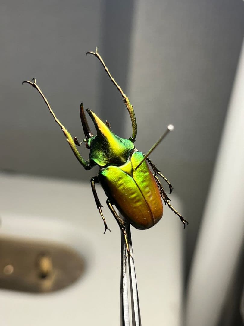 【31mm】カブトハナムグリ コガネムシ プラチナコガネ カナブン ゾウカブト