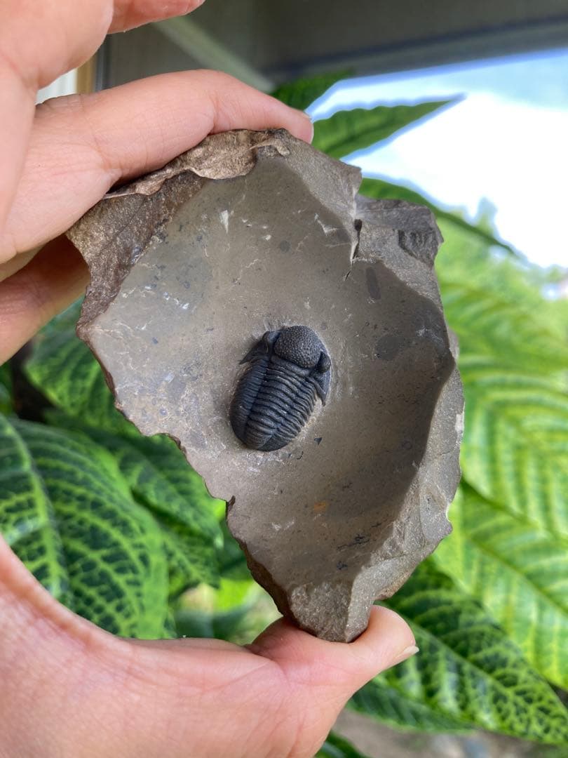 珍品　レア品　化石　コレクション　標本