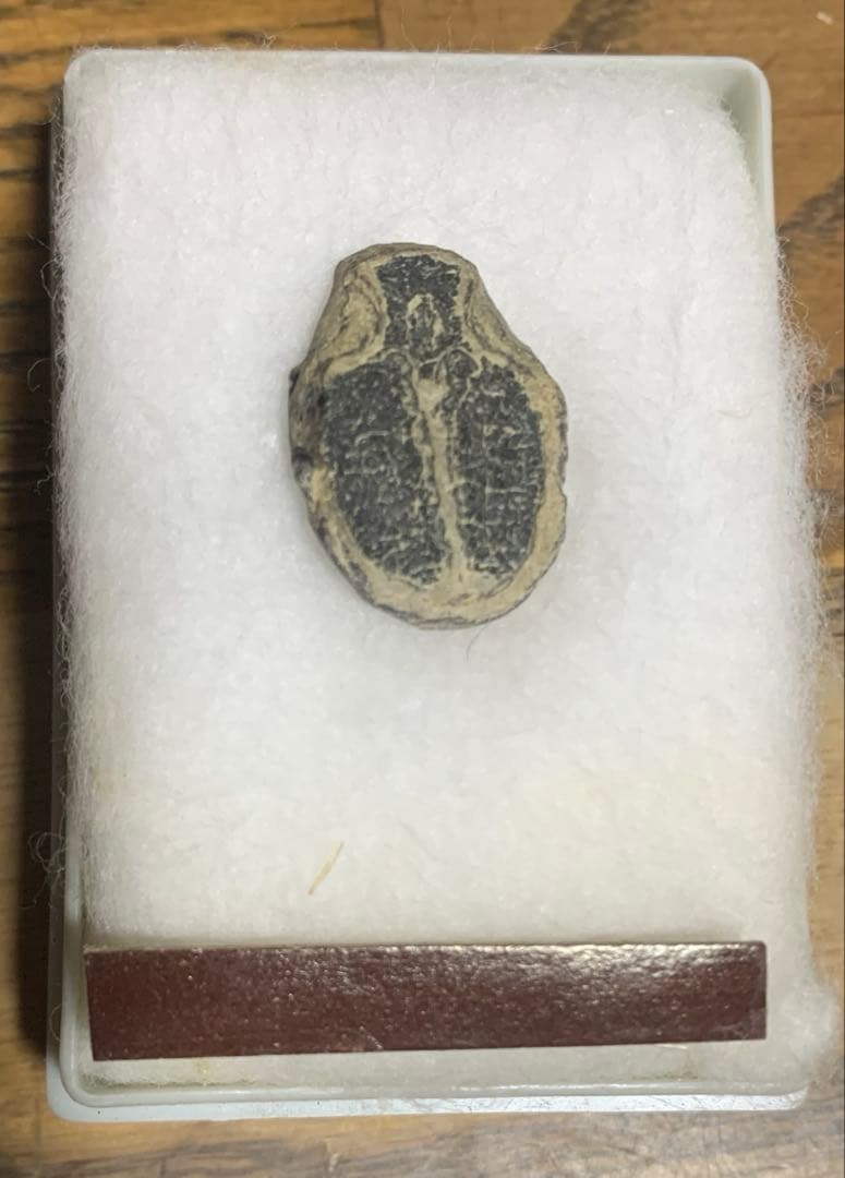 化石　三葉虫　アンモナイト　シェルオパール　メガロドンの歯