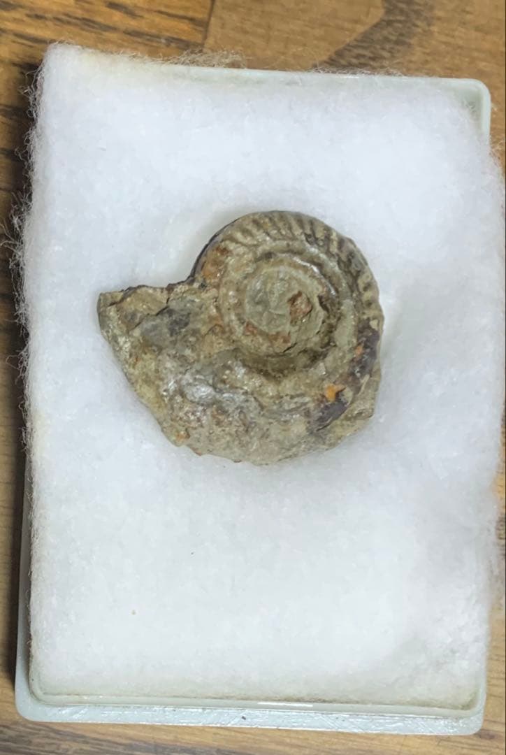 化石　三葉虫　アンモナイト　シェルオパール　メガロドンの歯