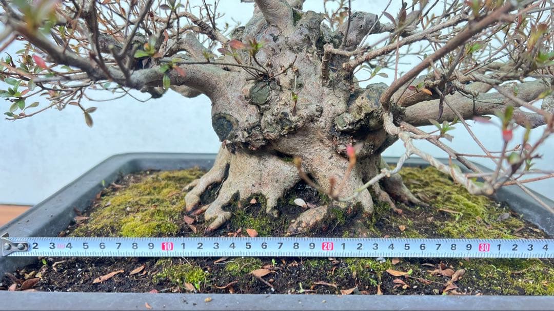 皐月盆栽　貴公子　高さ36センチ