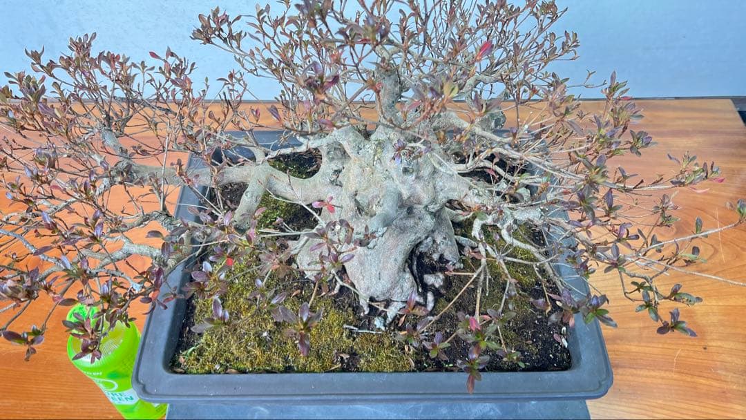 皐月盆栽　貴公子　高さ36センチ