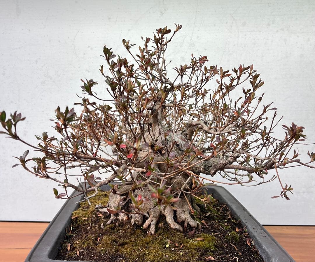 皐月盆栽　貴公子　高さ36センチ