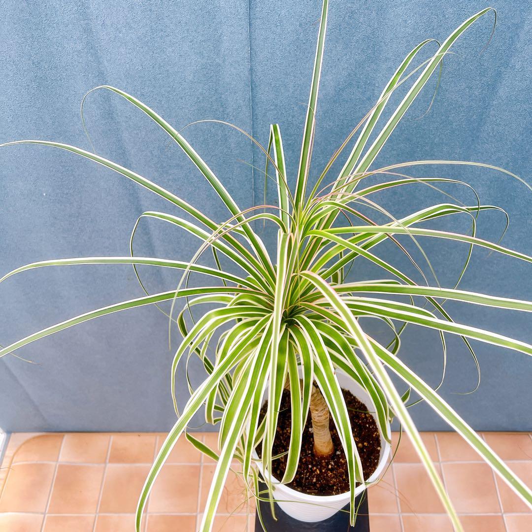 現品　トックリラン　ノリナ　斑入り　30番　トックリラン斑入り　観葉植物