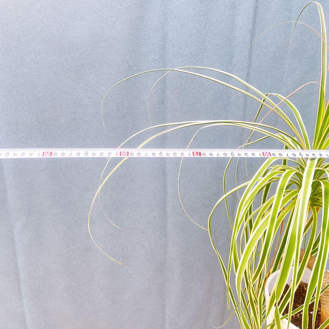 現品　トックリラン　ノリナ　斑入り　30番　トックリラン斑入り　観葉植物