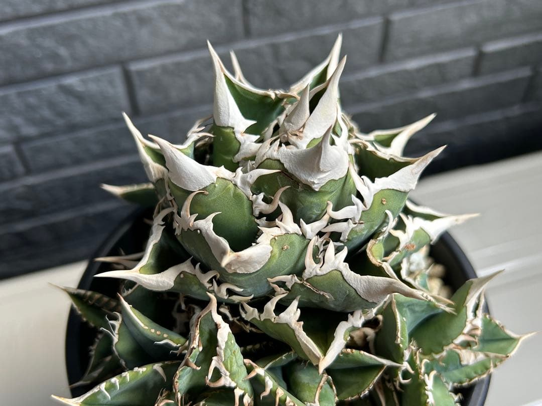 アガベ チタノタ 大白鯊 ホオジロザメ CJ special Ivory w.a