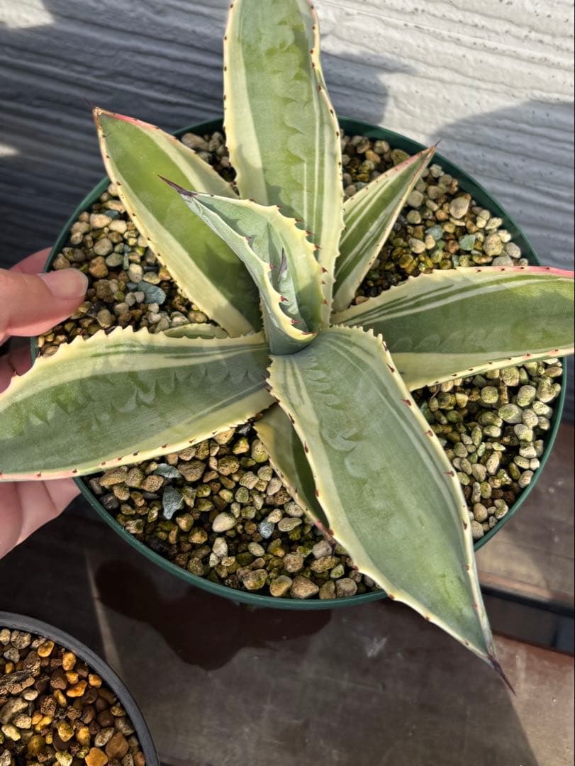 本物‼️ アガベ　リップルエフェクト