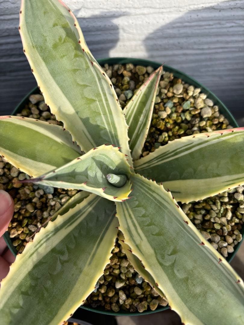 本物‼️ アガベ　リップルエフェクト