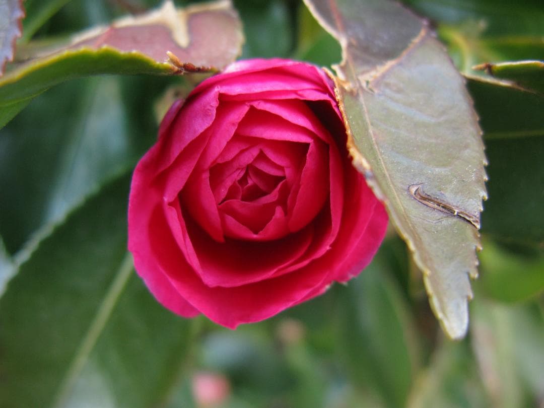 Canon PowerShot G9 コンパクトデジタルカメラ