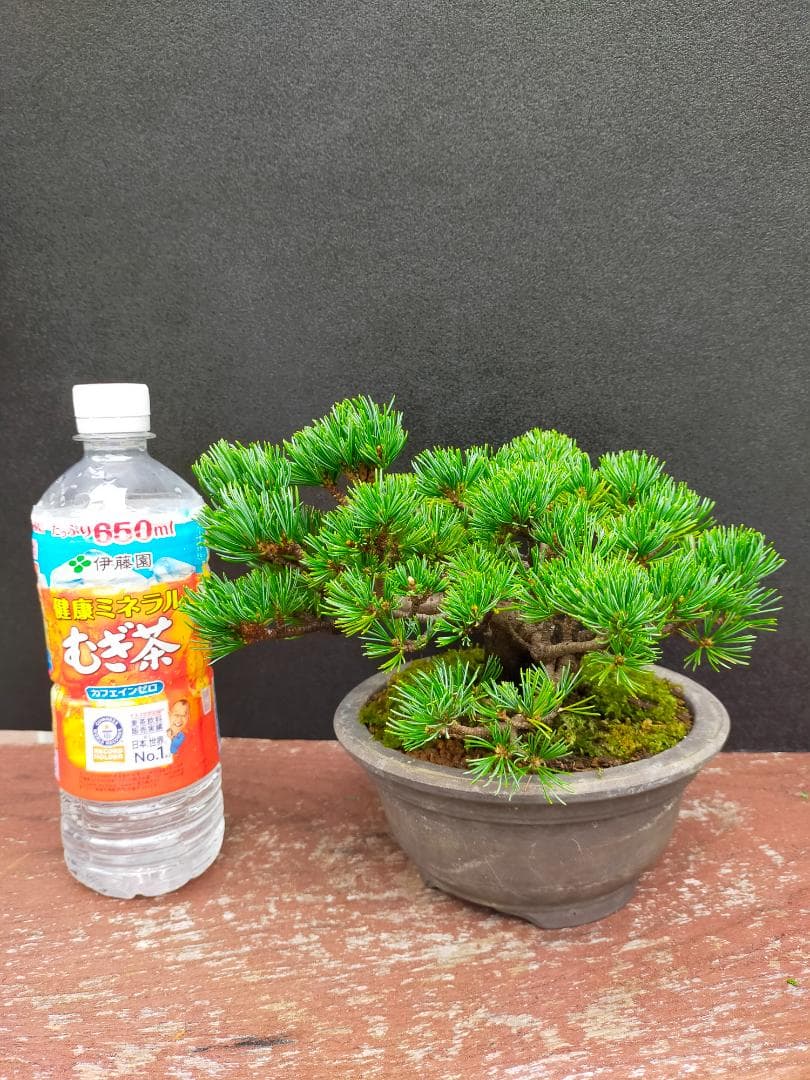 八房五葉松　明星　盆栽