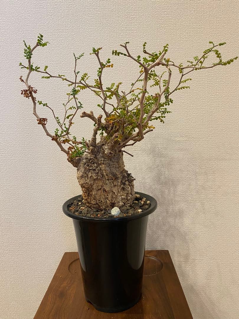 オペルクリカリアパキプス【発根済み】