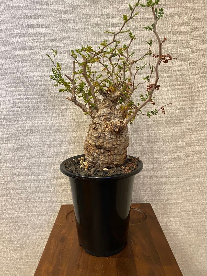 オペルクリカリアパキプス【発根済み】