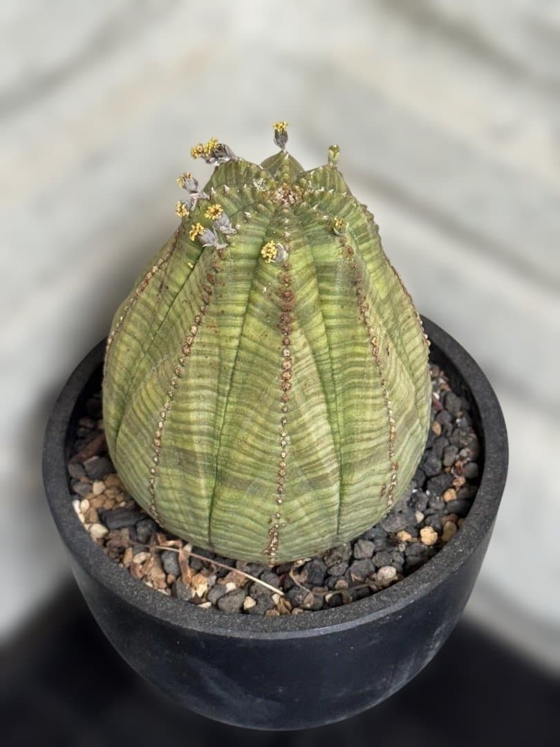 オベサ　現地球　2株セット