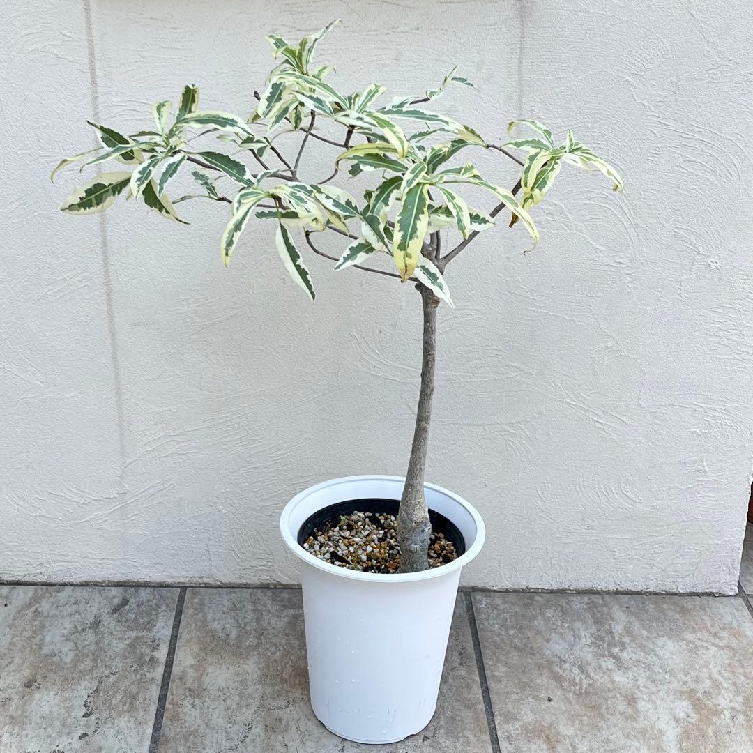 【セール】バオバブ　斑入り　No.001　鉢、送料込　メルカリ便