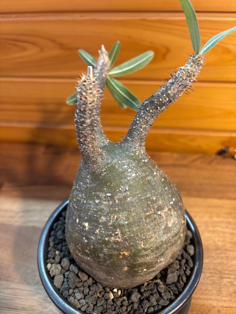 パキポディウムグラキリス　グラキリス　塊根植物　現地球　発根済み　厳選株　美形