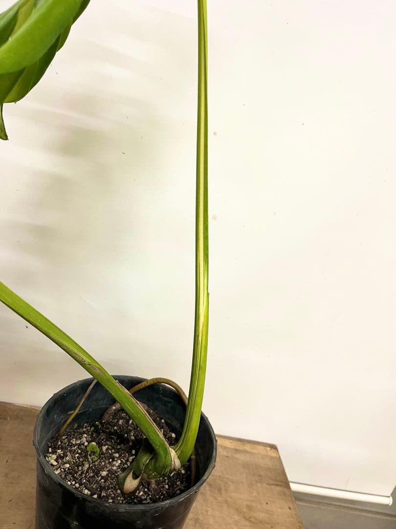 斑入り　モンステラ　デリシオーサ　艶姿　白　ホワイト