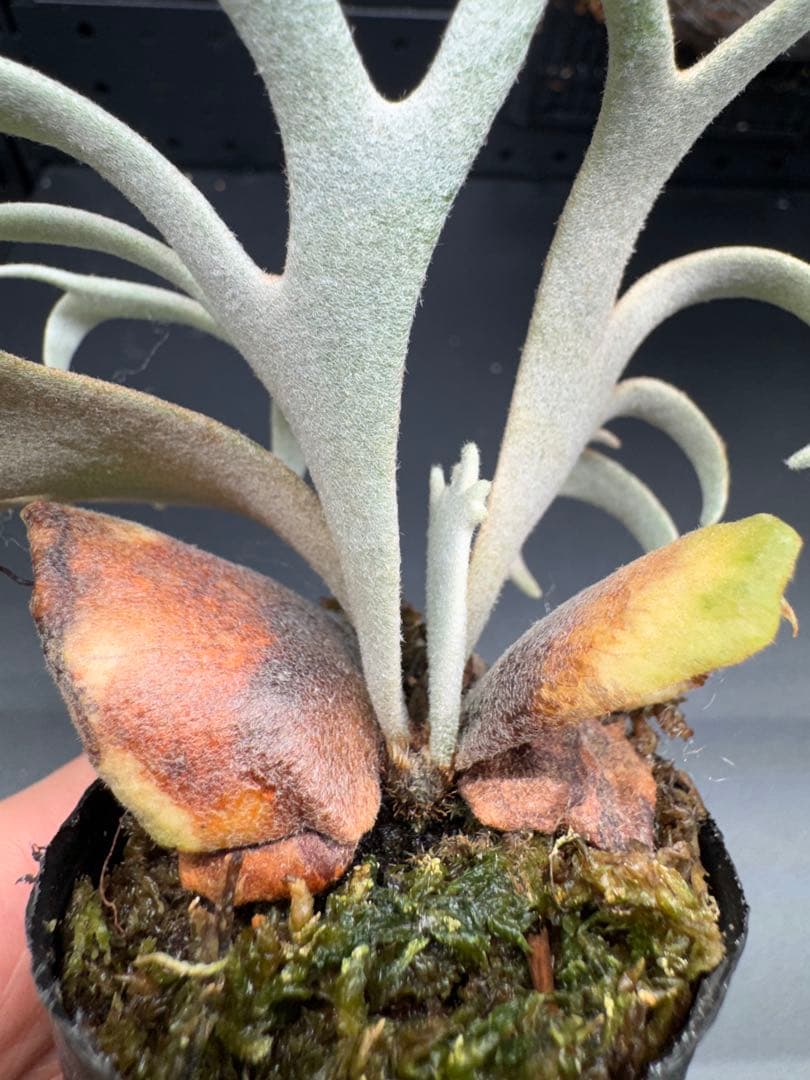 ヒ*ロ様 【平凡之鹿】YMDS Totoro HHRナーセリータグ付け #078