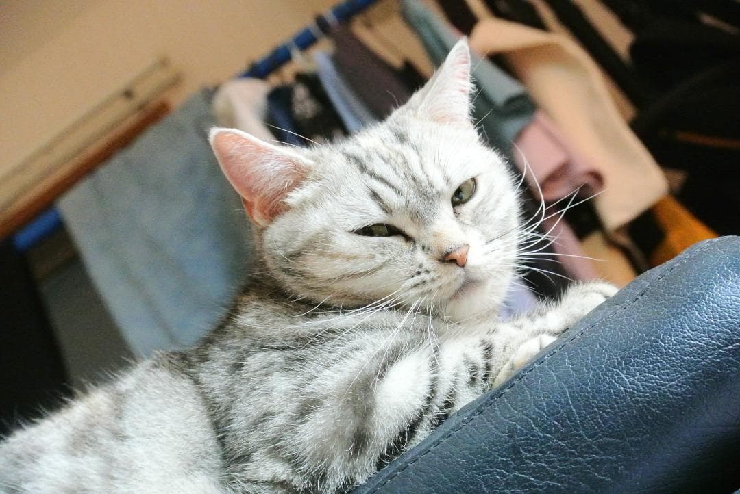 Nikon 1 NIKKOR 30-110mm と FT1マウントアダプター