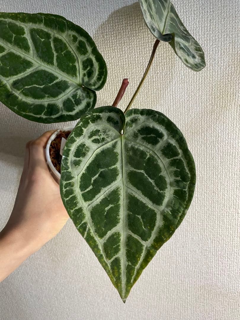 Anthurium SKG Pink Lemonade✖️SKG Silver