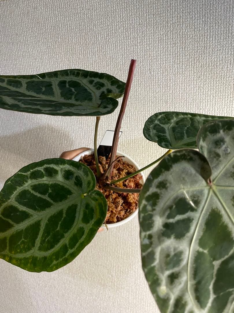 Anthurium SKG Pink Lemonade✖️SKG Silver