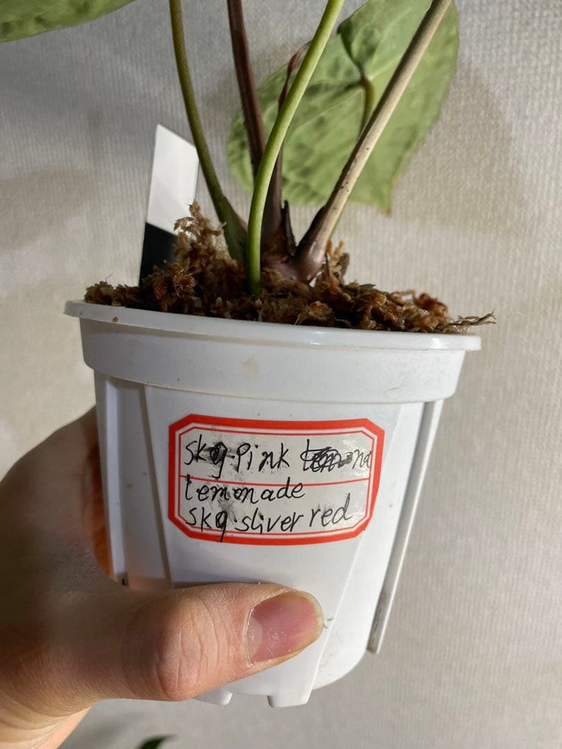 Anthurium SKG Pink Lemonade✖️SKG Silver