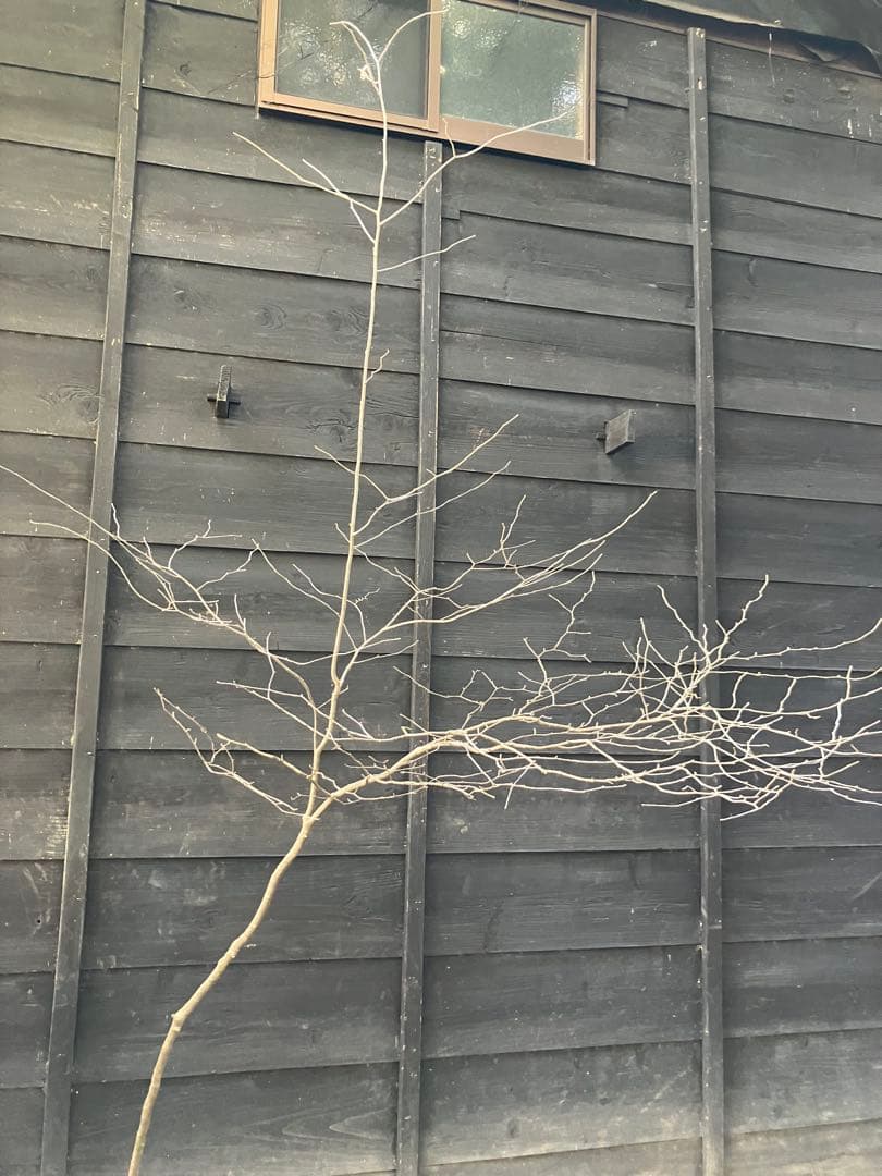 40 山採り　アオハダ