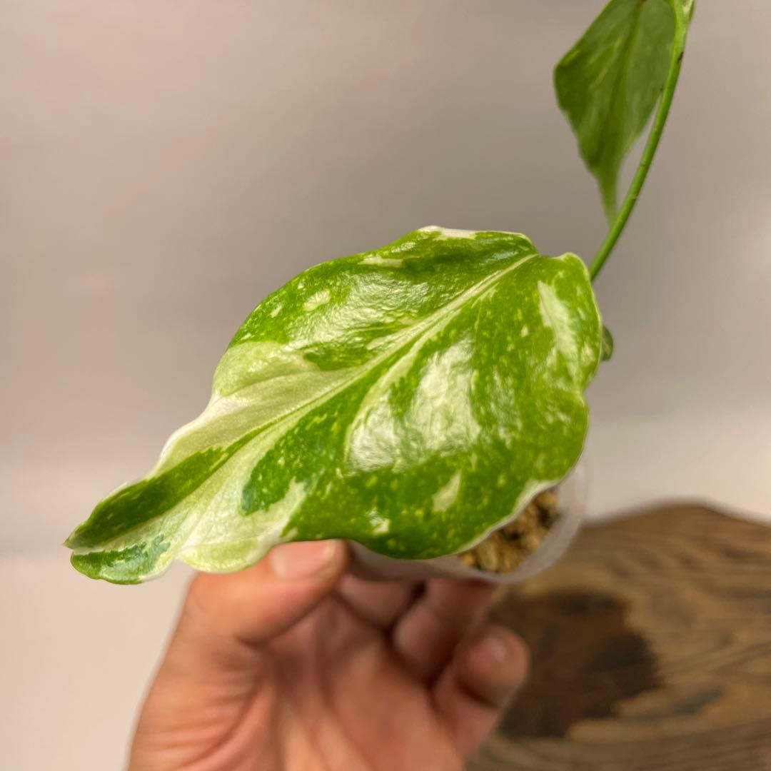 S*L様 a 38品種保証　【希少】モンステラ・エレクトロライト 美株 斑入り