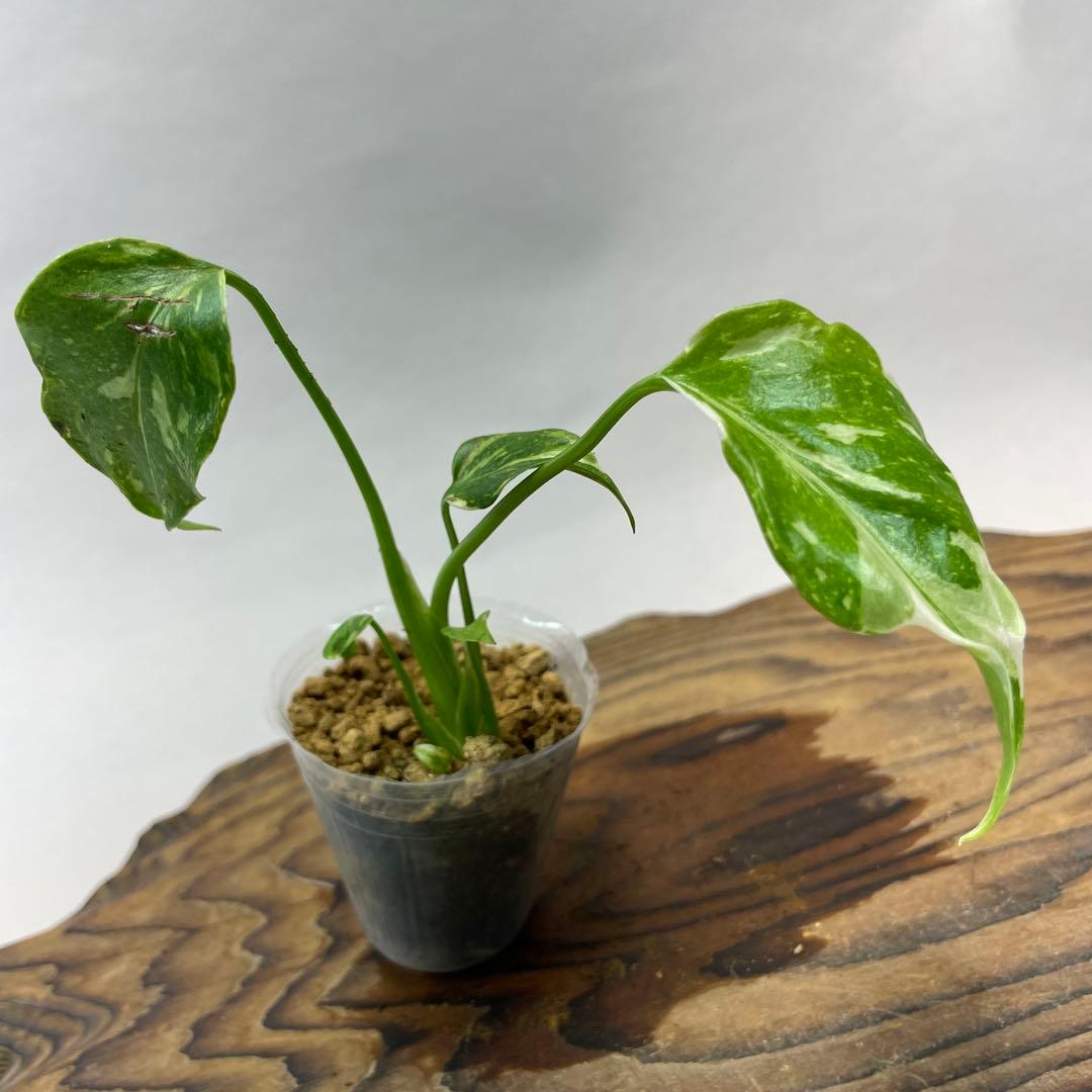 S*L様 a 38品種保証　【希少】モンステラ・エレクトロライト 美株 斑入り