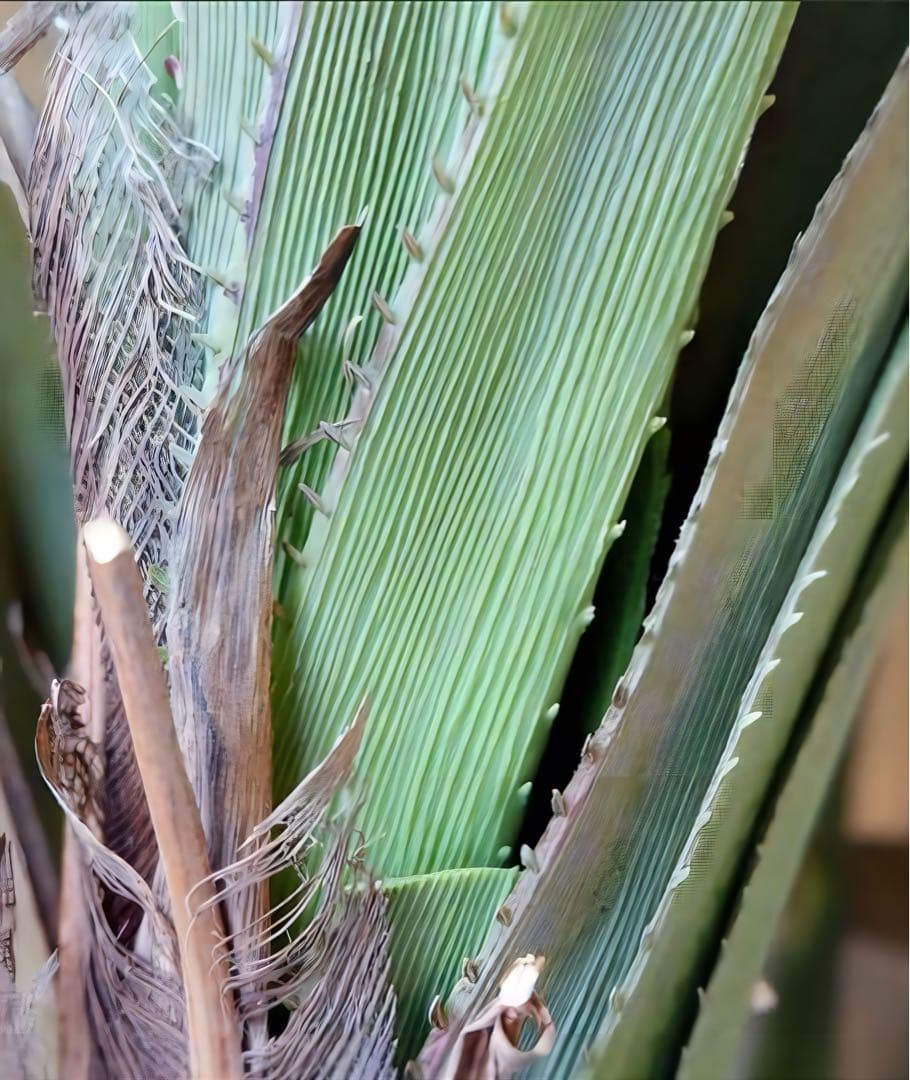 光触媒　人工観葉植物　ウォールグリーン　フェイクグリーン　240cmバンダナス