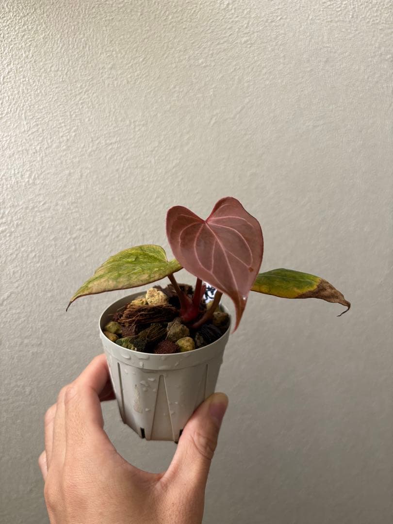 【新春セール】Anthurium Kingofspades butterfly