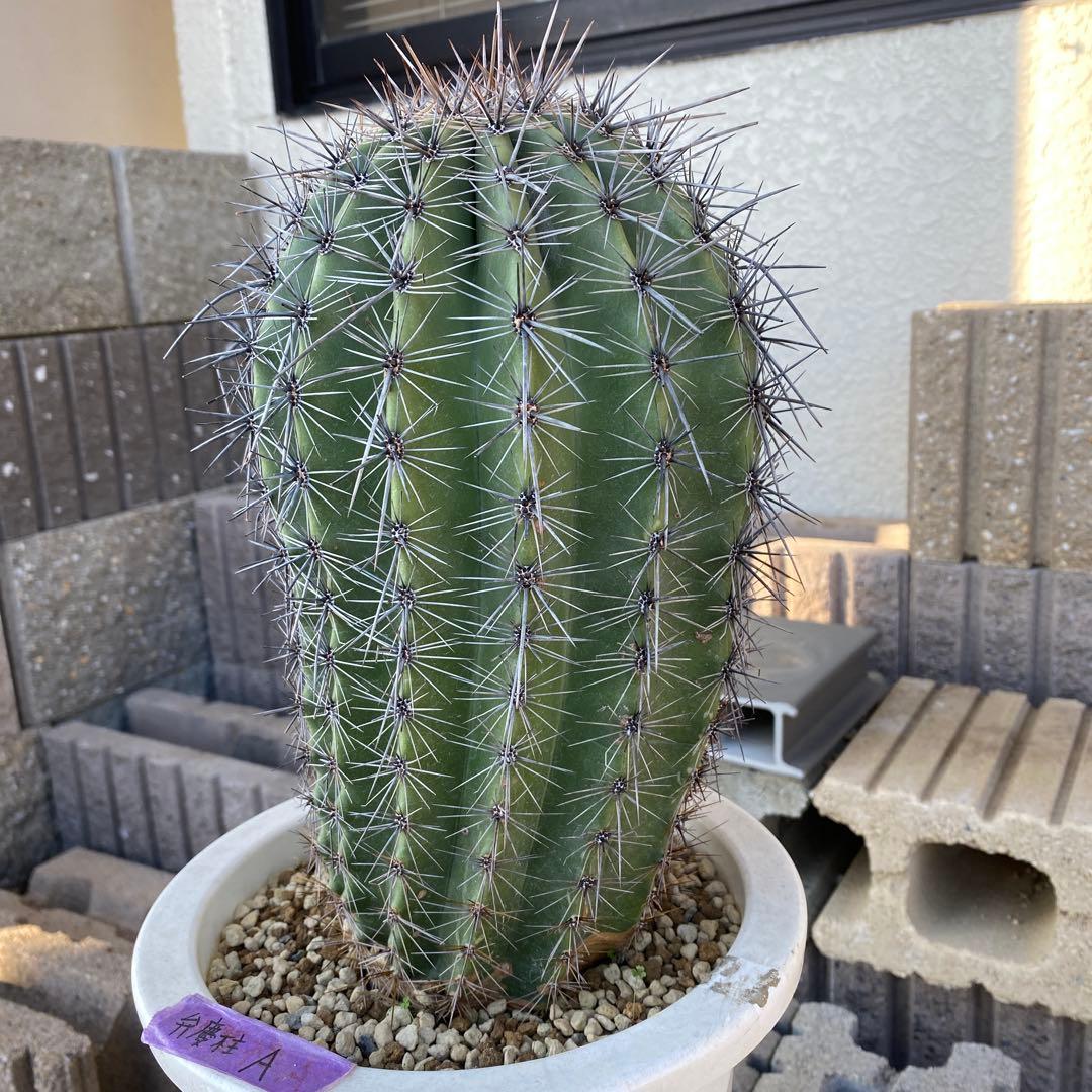 サボテン 高さ約30cm 直径約15cm 弁慶柱A 発根済み