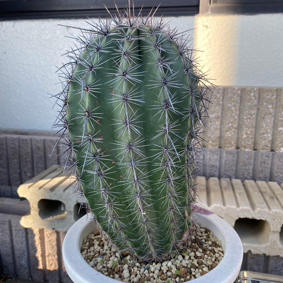 サボテン 高さ約30cm 直径約15cm 弁慶柱A 発根済み