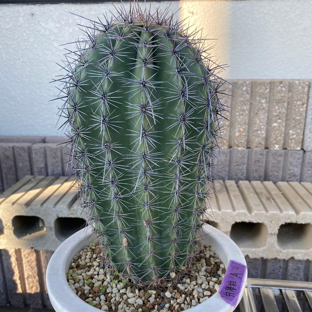 サボテン 高さ約30cm 直径約15cm 弁慶柱A 発根済み