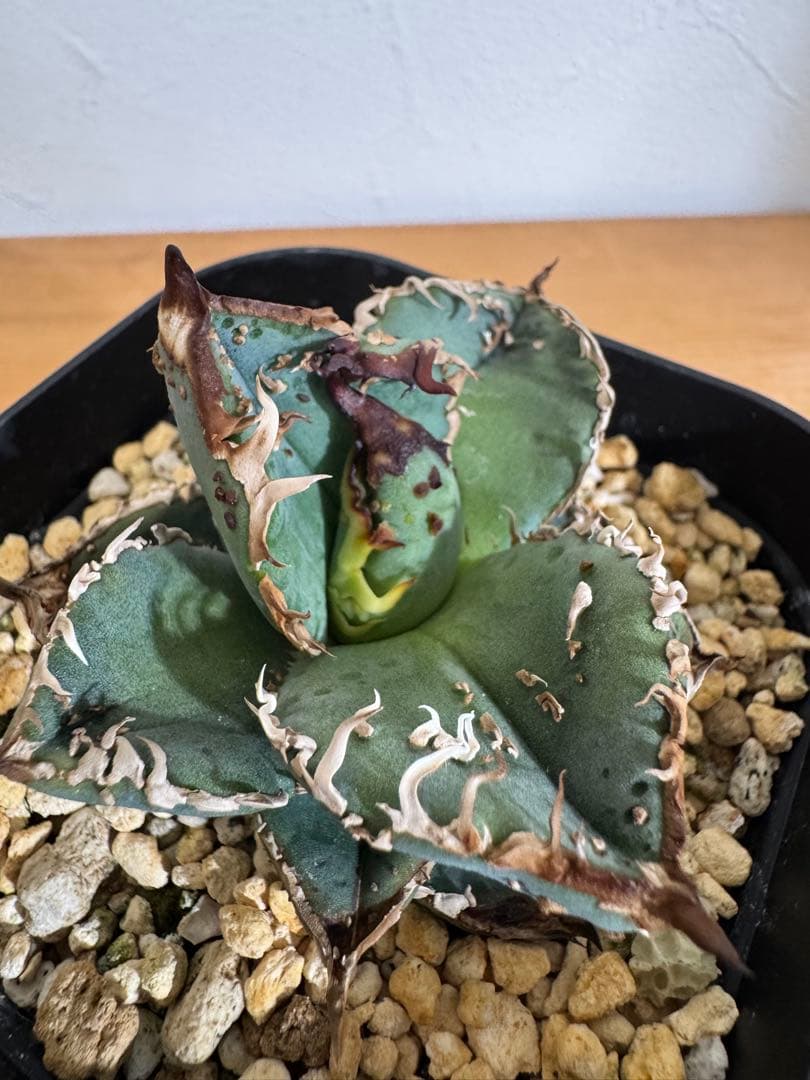 lize産 アガベ チタノタ 麻花龍 子株 発根済