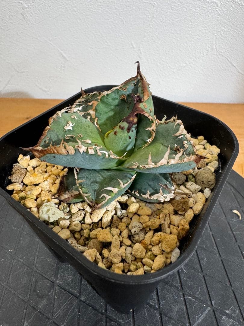 lize産 アガベ チタノタ 麻花龍 子株 発根済