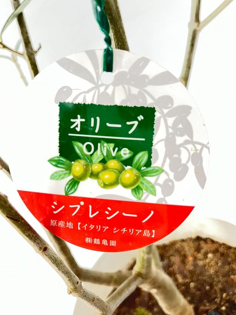 オリーブの木　シプレシーノ　10号　約185cm　NO.877　人気　現品掲載