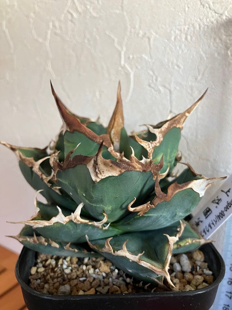 アガべチタノタ バトルウルフ【上澳園芸】タグ付き　【ラスト美品】