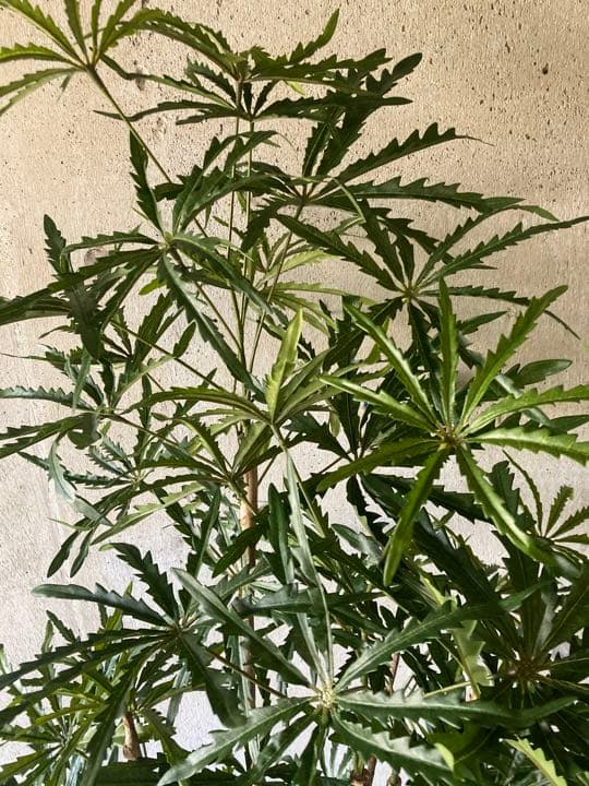 光触媒　人工観葉植物　ウォールグリーン　フェイクグリーン　アラレア@mwd